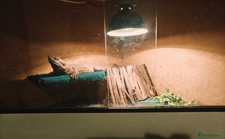 Bearded Dragon reptiles - Advert 1