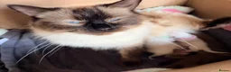Ragdoll cats for sale: Beautiful Ragdoll kittens  in Forfar - Advert 2