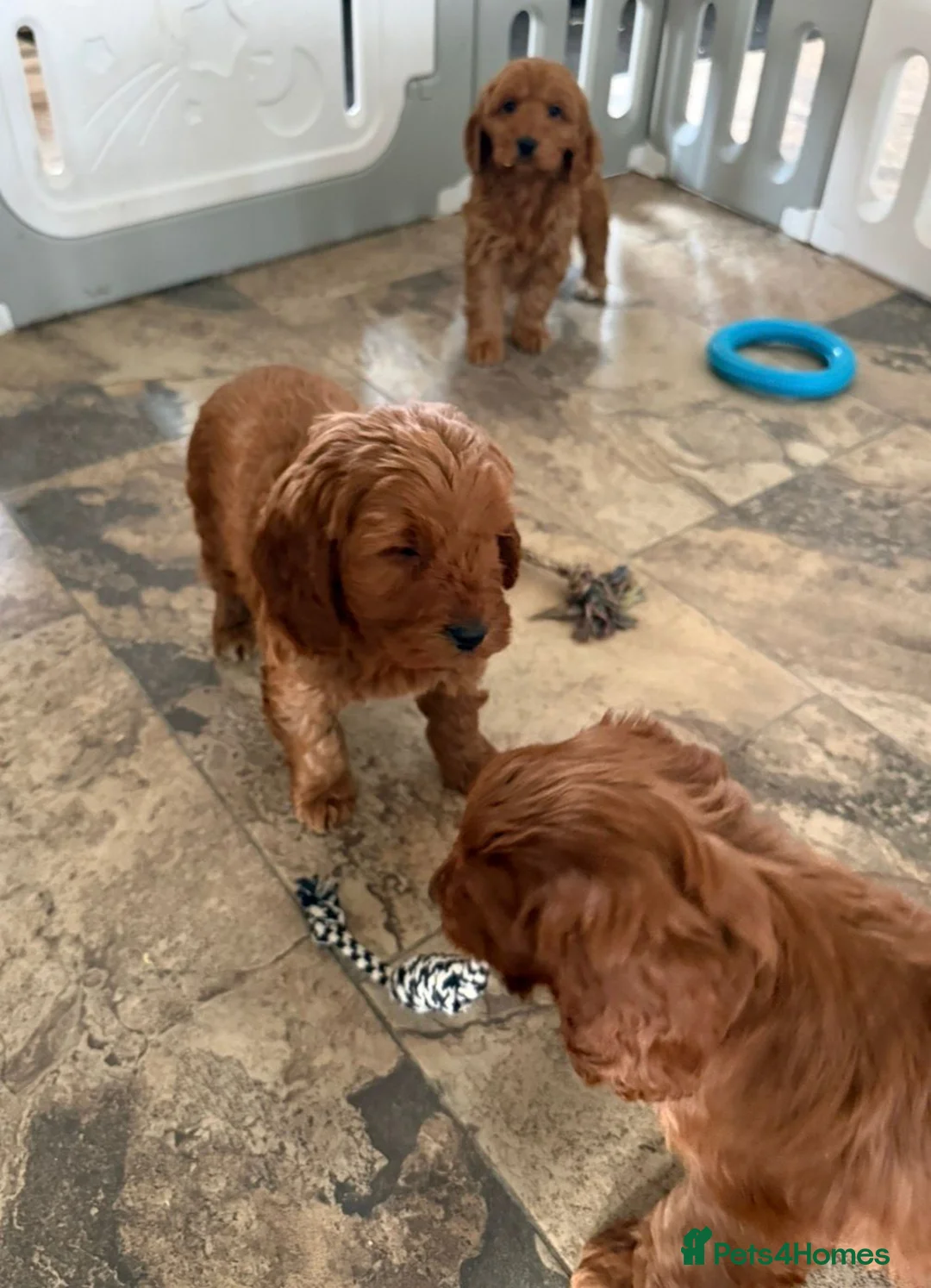 Cockapoo dogs for sale: Stunning Cockapoo Puppies - Advert 12