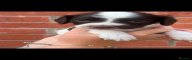English Springer Spaniel Puppy 6