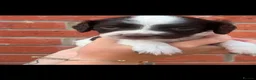 English Springer Spaniel dogs for sale: Stunning litter of working springer spaniels - Advert 4