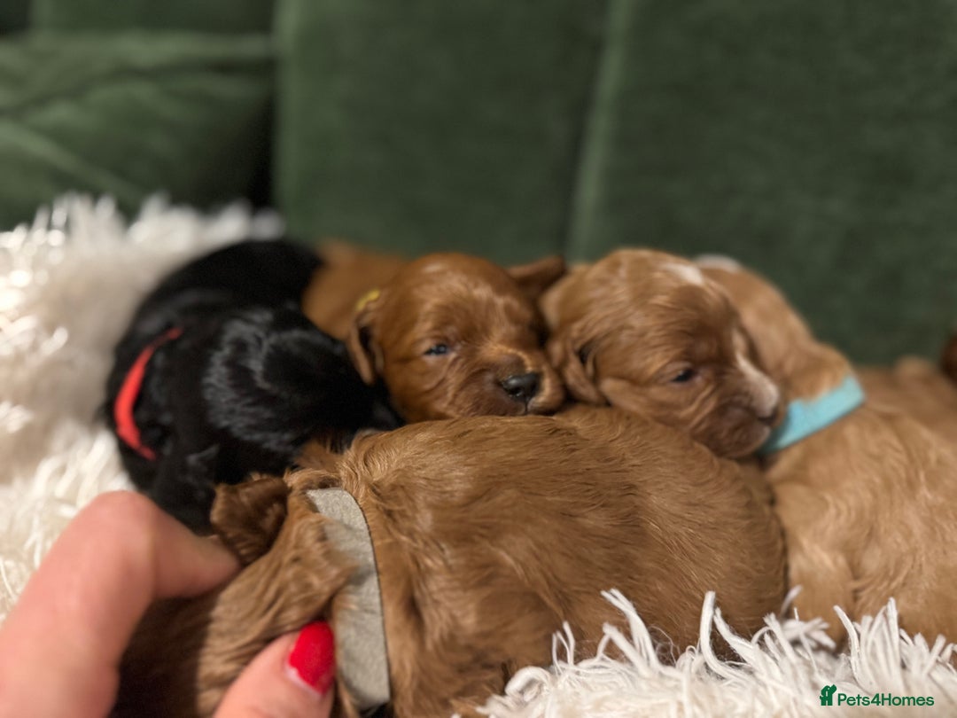 Cavapoo dogs for sale: Cavapoo puppies fully health tested parents - Image 15