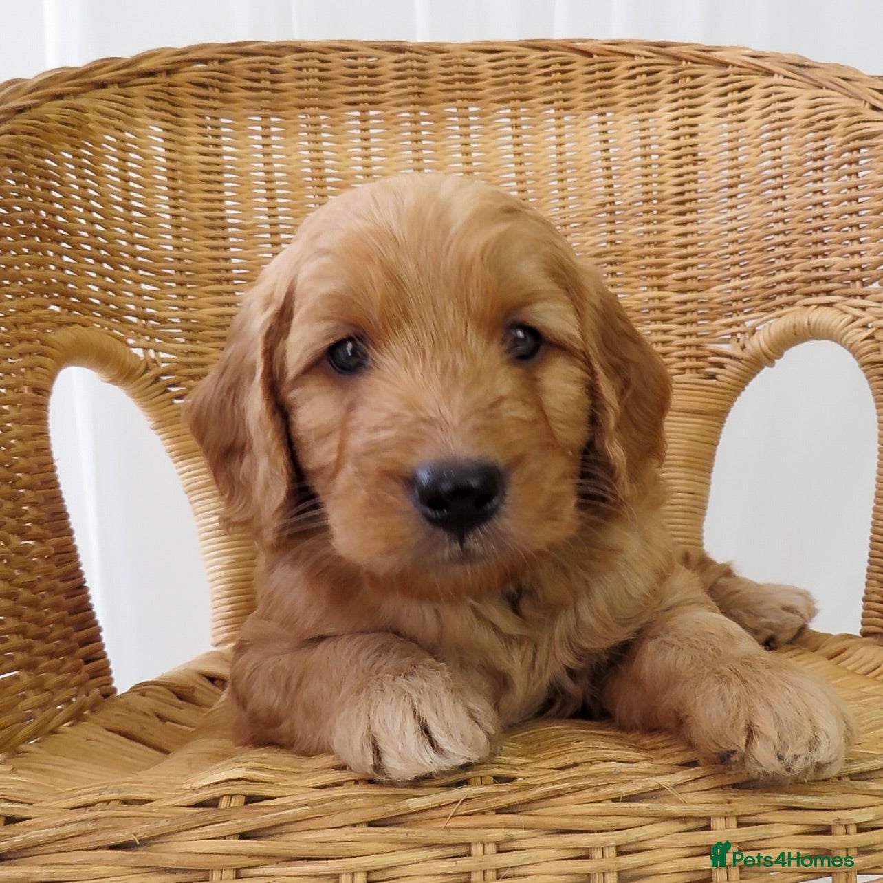 Mini Goldendoodle dogs One Male F1 Goldendoodle Puppy - Advert 1