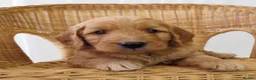 Mini Goldendoodle dogs for sale: One Male F1 Goldendoodle Puppy - Advert 1
