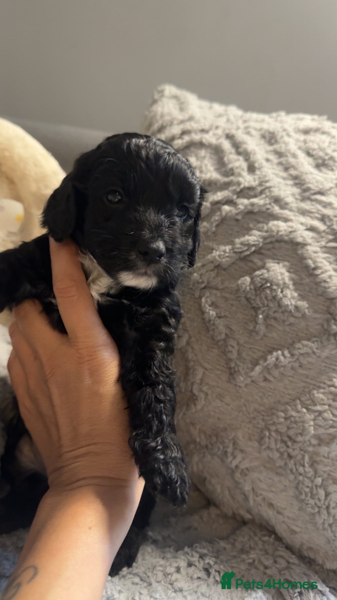 Cockapoo dogs for sale: Gorgeous f2 cockapoo pups  - Image 4