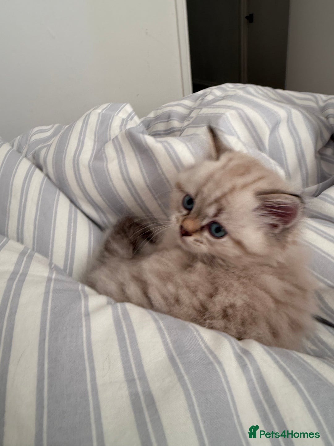 British Shorthair cats for sale: British short hair and Scottish fold  - Image 2