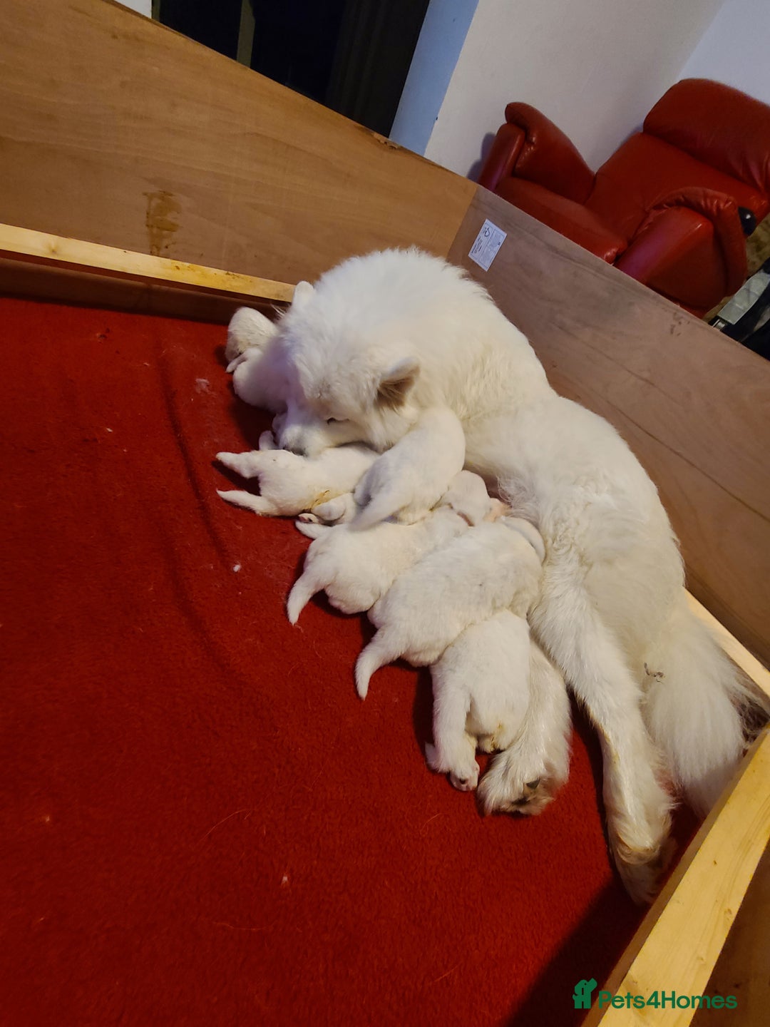 Samoyed dogs for sale: 🐾 Exceptional Pedigree Samoyed Puppies  🐾 - Image 4