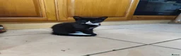 Mixed Breed cats for sale: 6 Adorable Kittens Looking for Loving Homes in Gravesend - Advert 3
