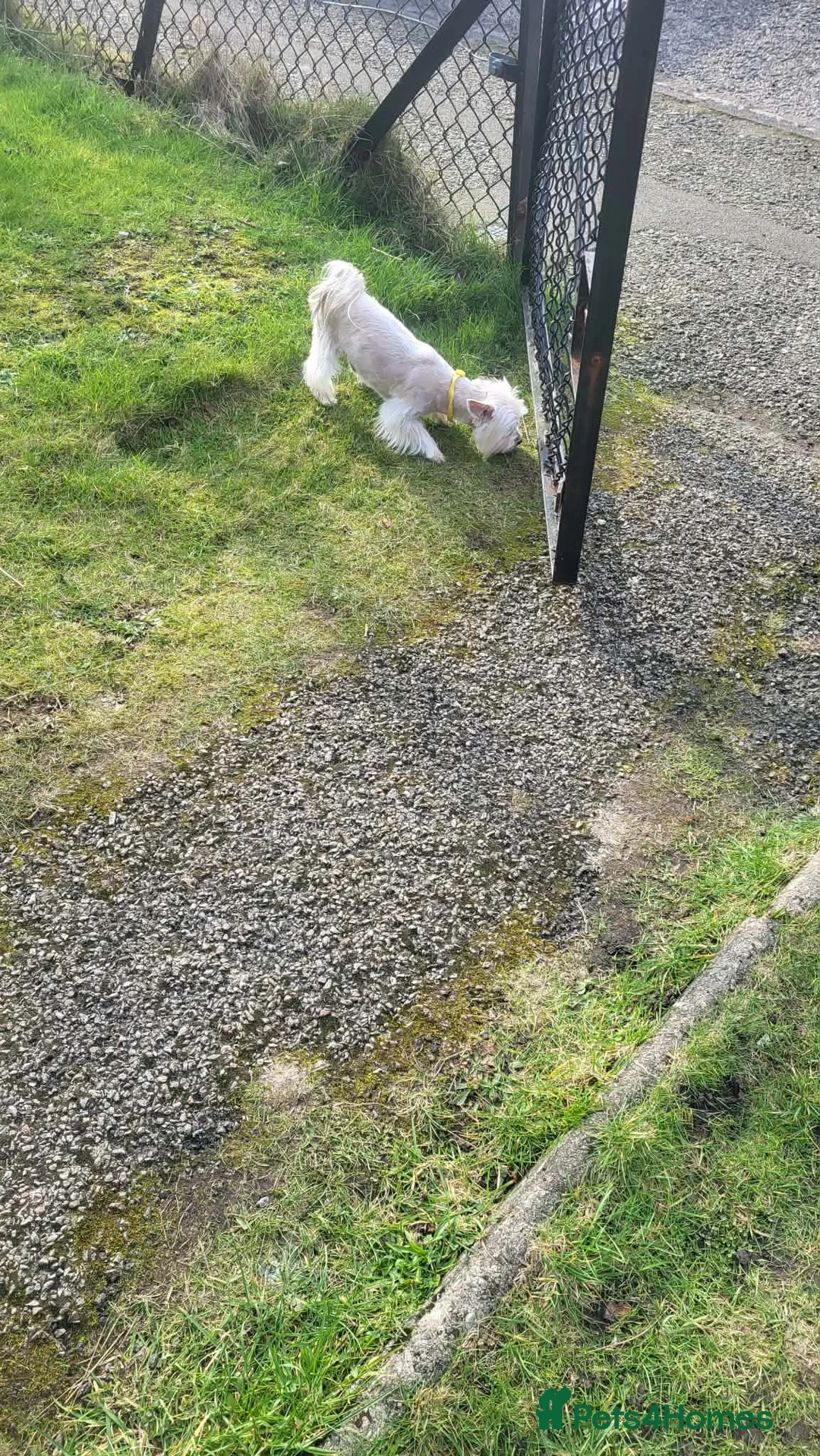 Morkie dogs for stud: Stud boy  in Aberdeen - Advert 10