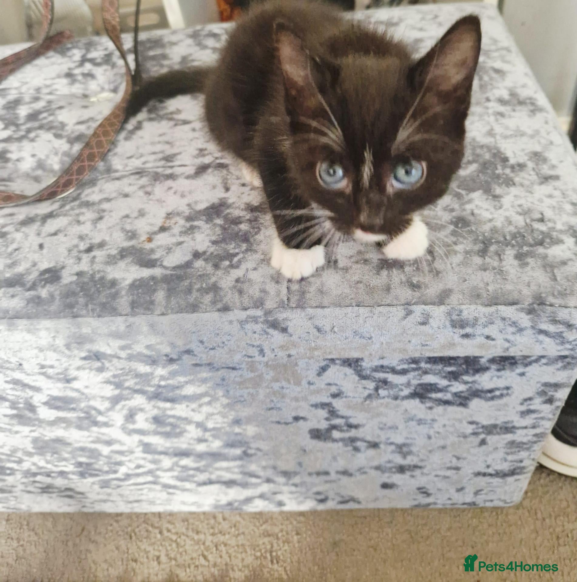Mixed Breed cats 5 stunning siamese mixed kittens 😻 - Advert 2