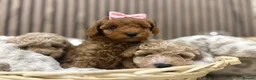 Maltipoo dogs for sale: 3 boy maltipoos  in Slough - Advert 23