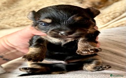 Chorkie dogs for sale: Chorkie (x2 Boys) - Image 8