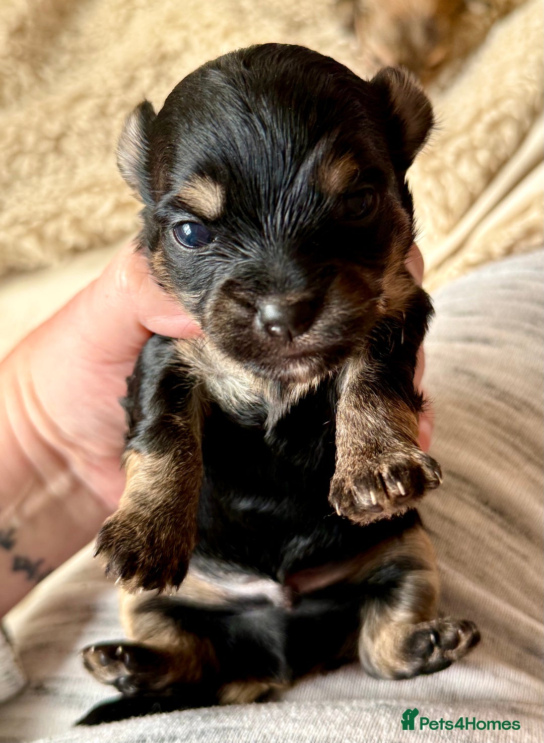 Chorkie dogs for sale: Chorkie (x2 Boys) - Image 8