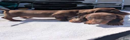 Miniature Dachshund dogs for sale: 🐾 Beautiful Miniature Dachshund Puppies 🐾 - Advert 4