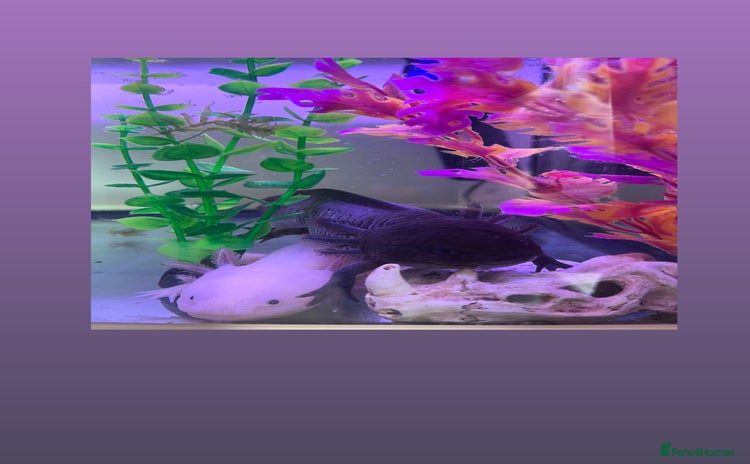 Axolotl reptiles - Advert 8
