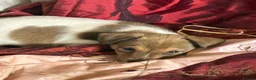 Jack Russell dogs for sale: Jack Russell puppies ready now  - Advert 5