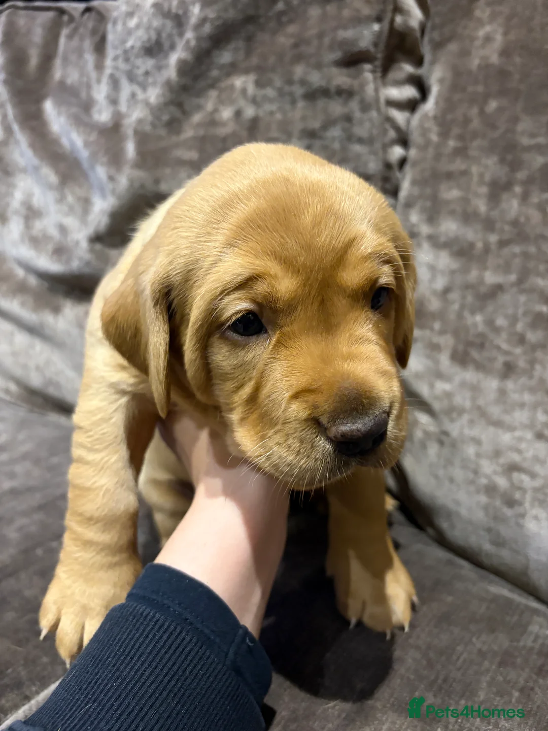 Labrador Retriever dogs for sale: Fox Red Labrador Puppies - Advert 11