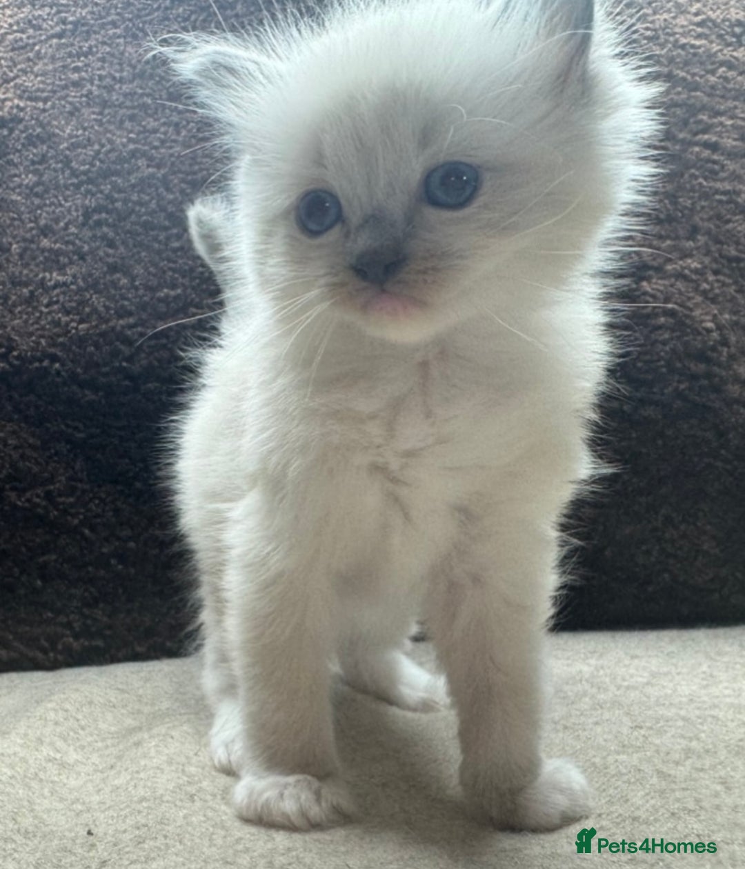Ragdoll cats for sale: ⭐️BEAUTIFUL PUREBREED BLUEPOINT RAGDOLL KITTENS ⭐️ - Image 31