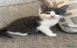 Mixed Breed cats for sale:  BOTH RESERVED boy kittens looking for home  - Image 3