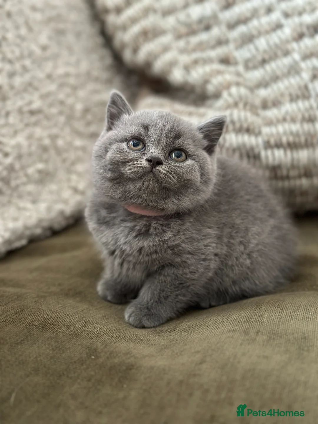 British Shorthair cats for sale: GCCF Registered British Shorthair kittens  - Advert 2