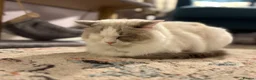 Ragdoll cats for sale: Beautiful and playful ragdoll in Milton Keynes - Advert 4