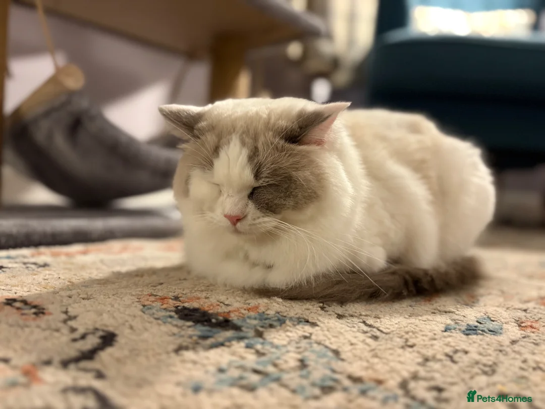 Ragdoll cats for sale: Beautiful and playful ragdoll in Milton Keynes - Advert 4