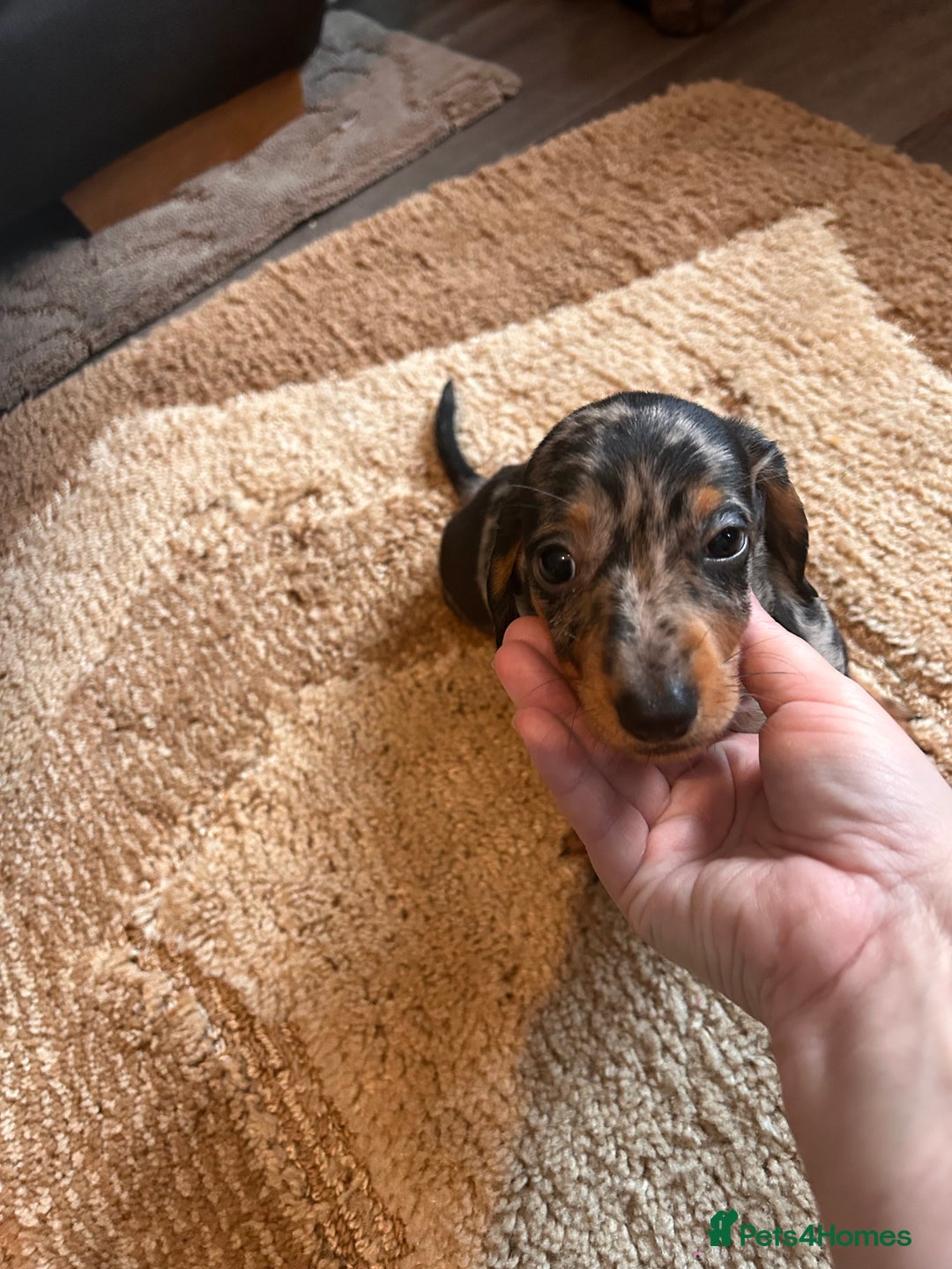 Miniature Dachshund dogs for sale: Dachshund puppies boys and girls ready now - Advert 24
