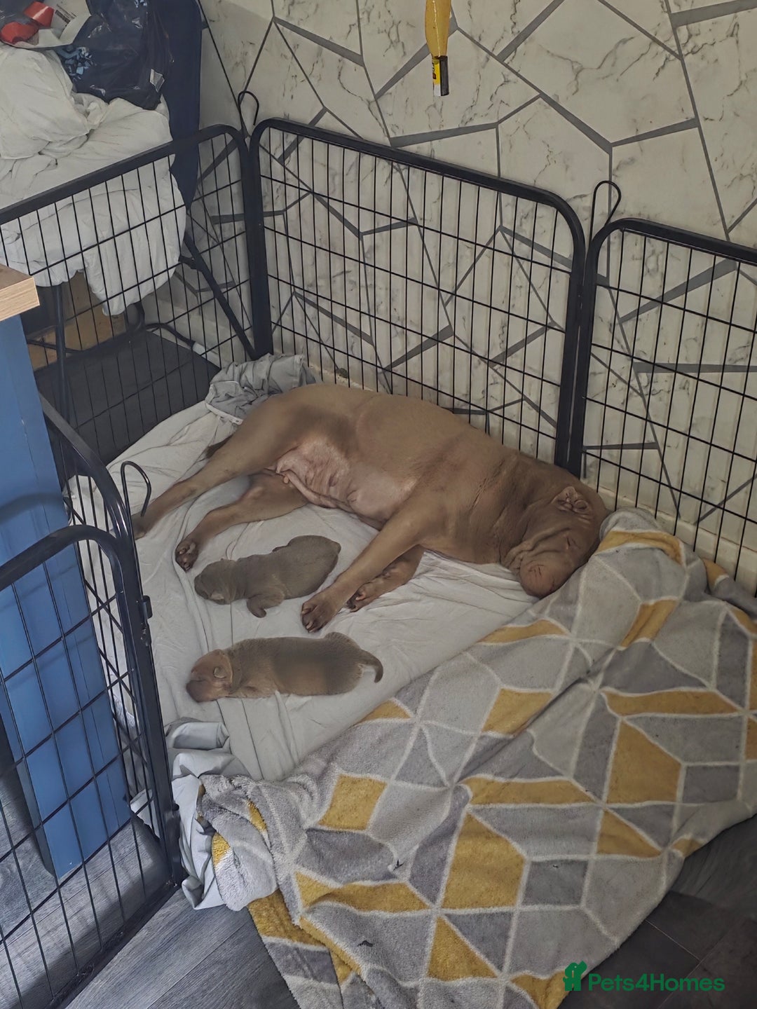 Shar Pei dogs for sale: Blue dilute shar pei boy  - Image 9