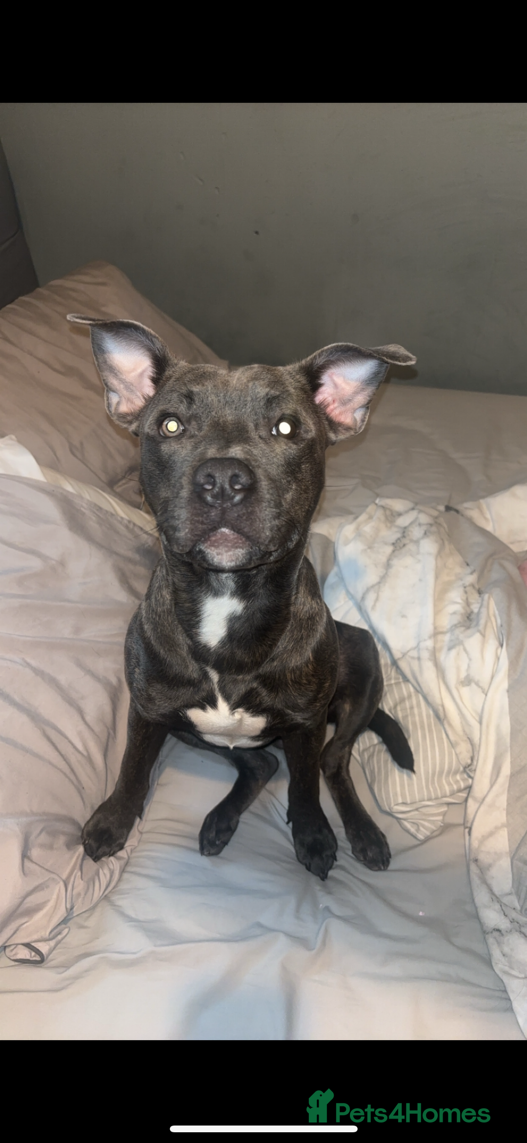 Staffordshire Bull Terrier dogs for sale: Staffordshire bull terrier  - Advert 3