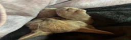 Devon Rex cats for sale: Outstanding kittens.  - Advert 20