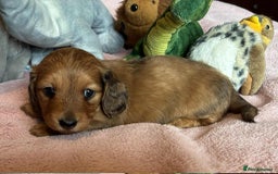 Dachshund dogs for sale: KC reg PRA clear gorgeous puppies - Image 13