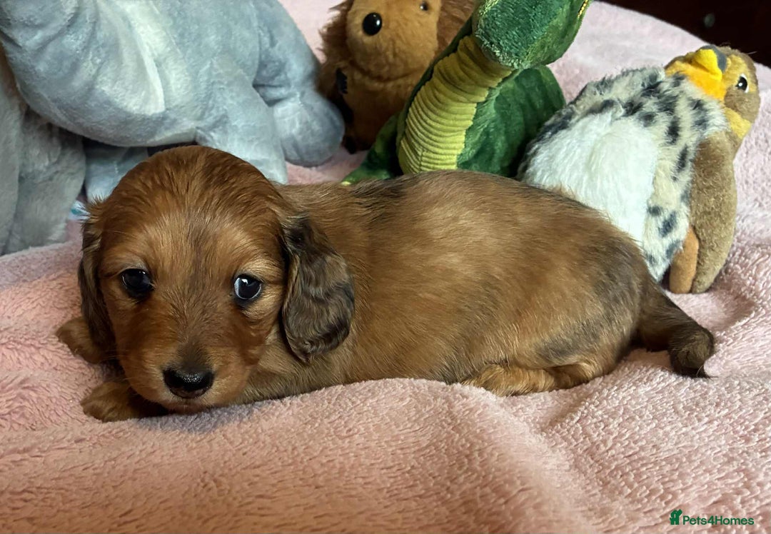 Dachshund dogs for sale: KC reg PRA clear gorgeous puppies - Image 13