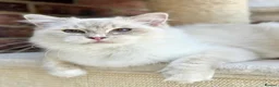 Ragdoll cats for sale: Sweet Ragdoll male and females for loving homes - Advert 6