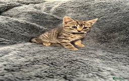 Mixed Breed cats for sale: 7 friendly kittens looking for forever homes - Image 11