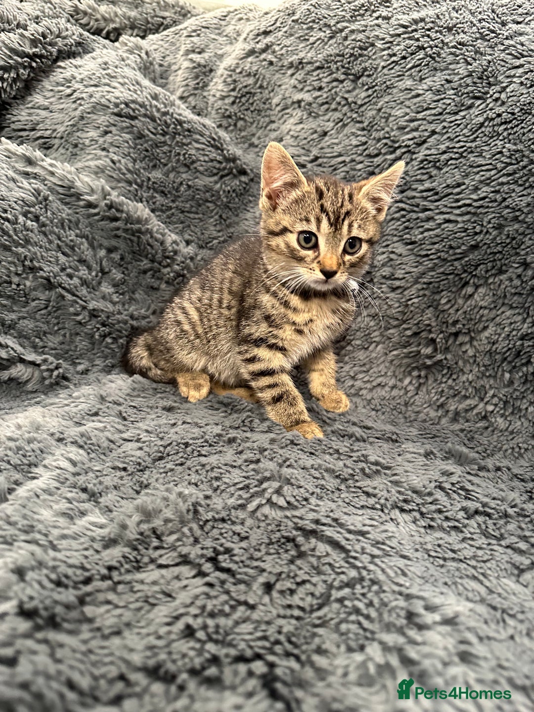 Mixed Breed cats for sale: 7 friendly kittens looking for forever homes - Image 11