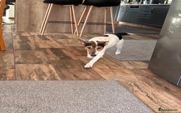 Fox Terrier dogs for adoption: Sweet Mizzo looking for LOVE - Image 24