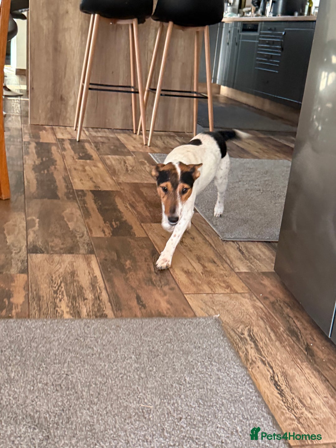 Fox Terrier dogs for adoption: Sweet Mizzo looking for LOVE - Image 24