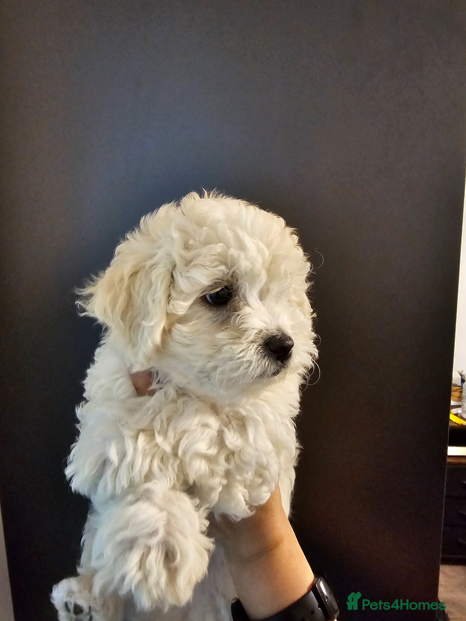 Bichon Frise dogs Bichon frise puppies - Advert 2