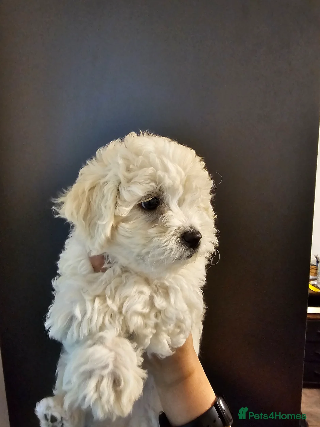 Bichon Frise dogs for sale: Bichon frise puppies - Advert 2