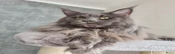 Maine Coon cats for sale: AVAILABLE FOR RESERVATION🩶🖤 in Fort William - Advert 8
