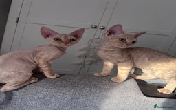 Devon Rex cats for sale: Ready now GCCF outstanding Devon Rex kittens  - Image 20