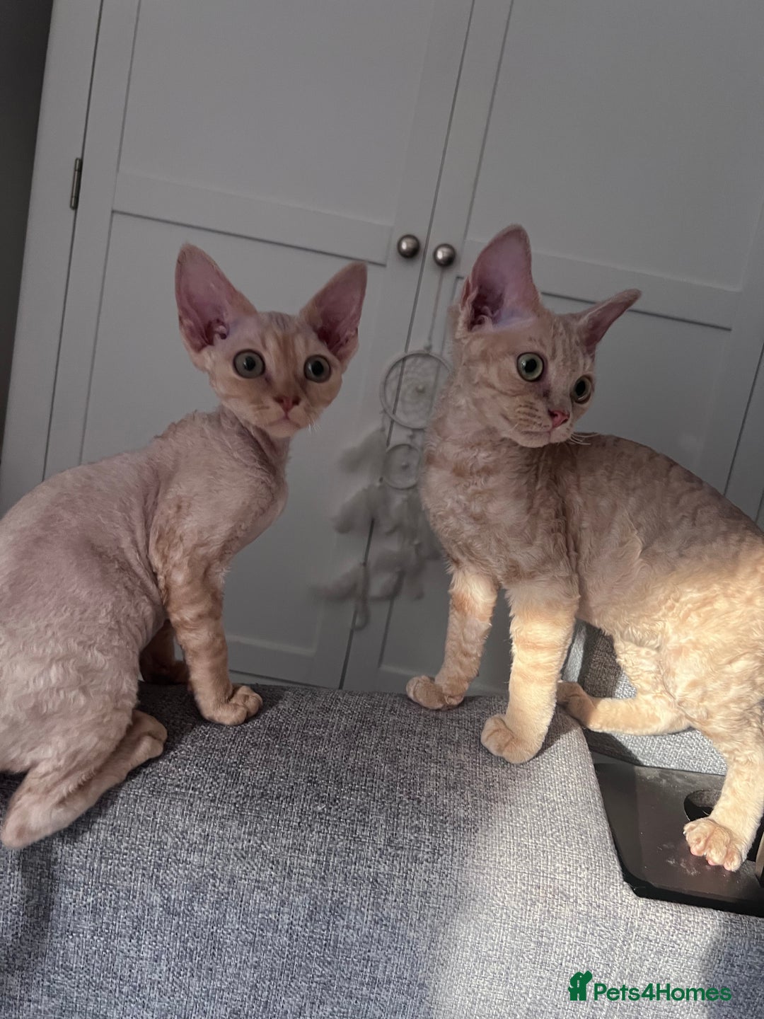 Devon Rex cats for sale: Ready now GCCF outstanding Devon Rex kittens  - Image 20