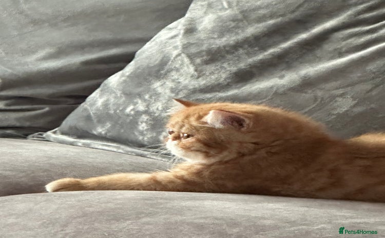 Exotic cats - Advert 1