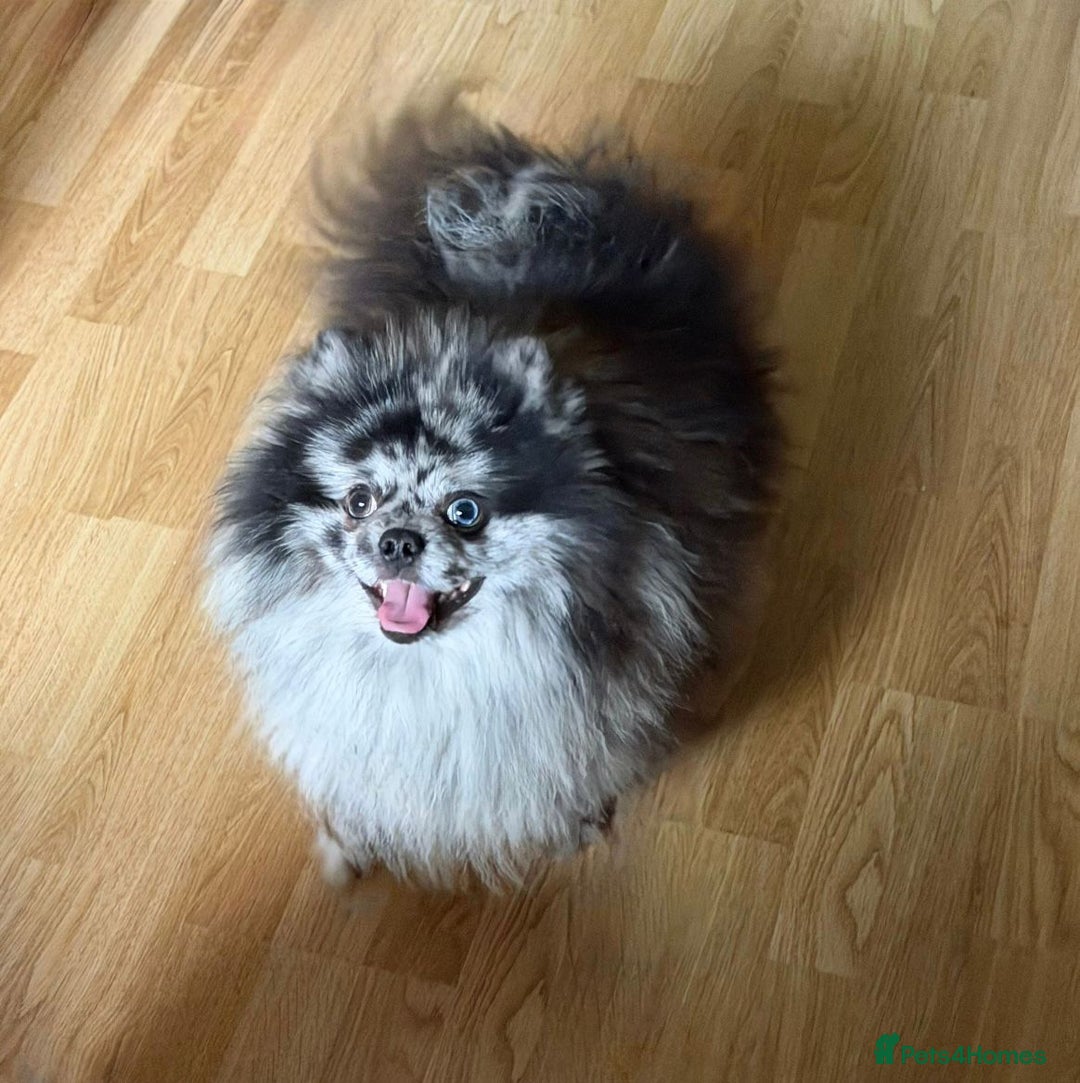 Pomeranian dogs for sale: Adult merle boys  - Advert 7