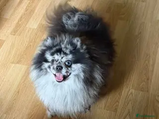 Pomeranian dogs Merle adult boy blue eye 💎 - Advert 13