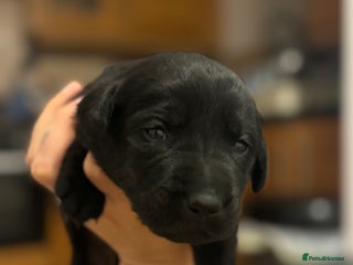 Labrador Retriever dogs Adorable Family-Raised Puppies 🐶✨ - Advert 8