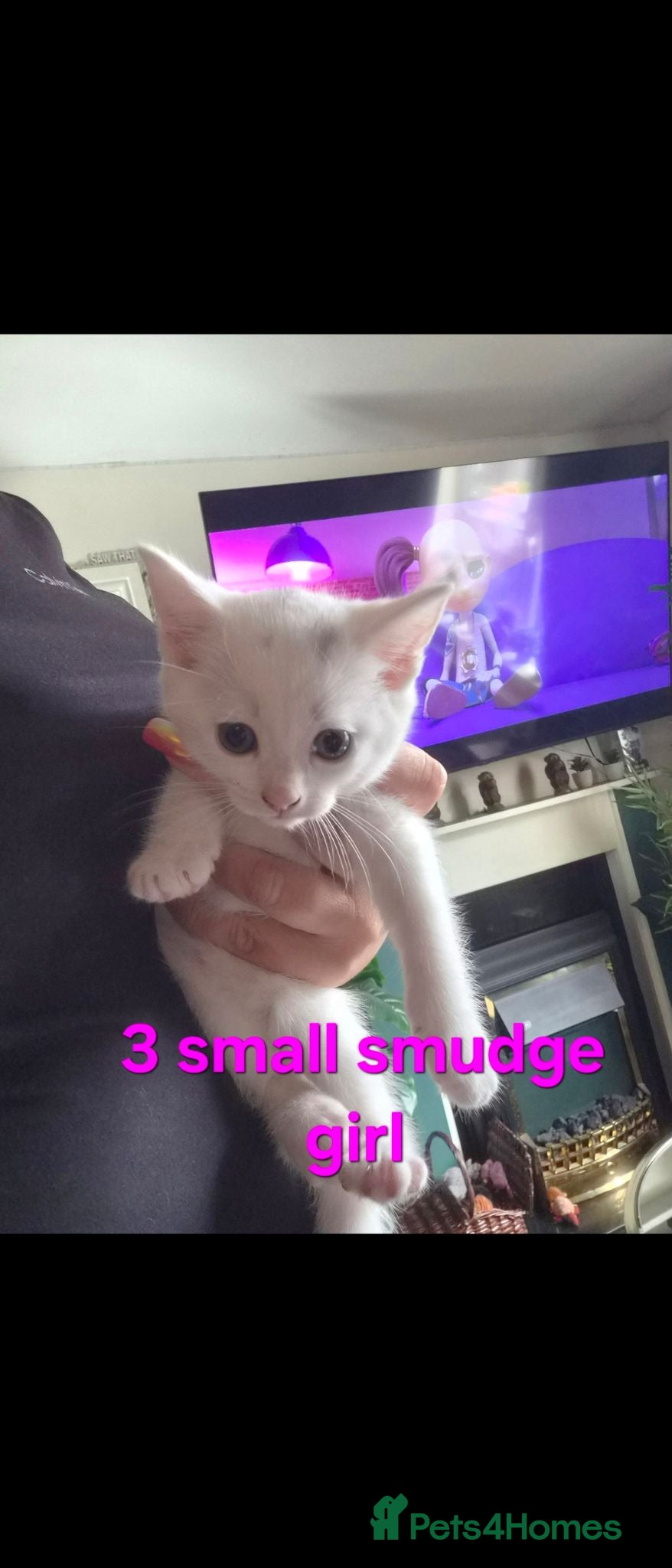Mixed Breed cats 3 white kittens - Advert 5