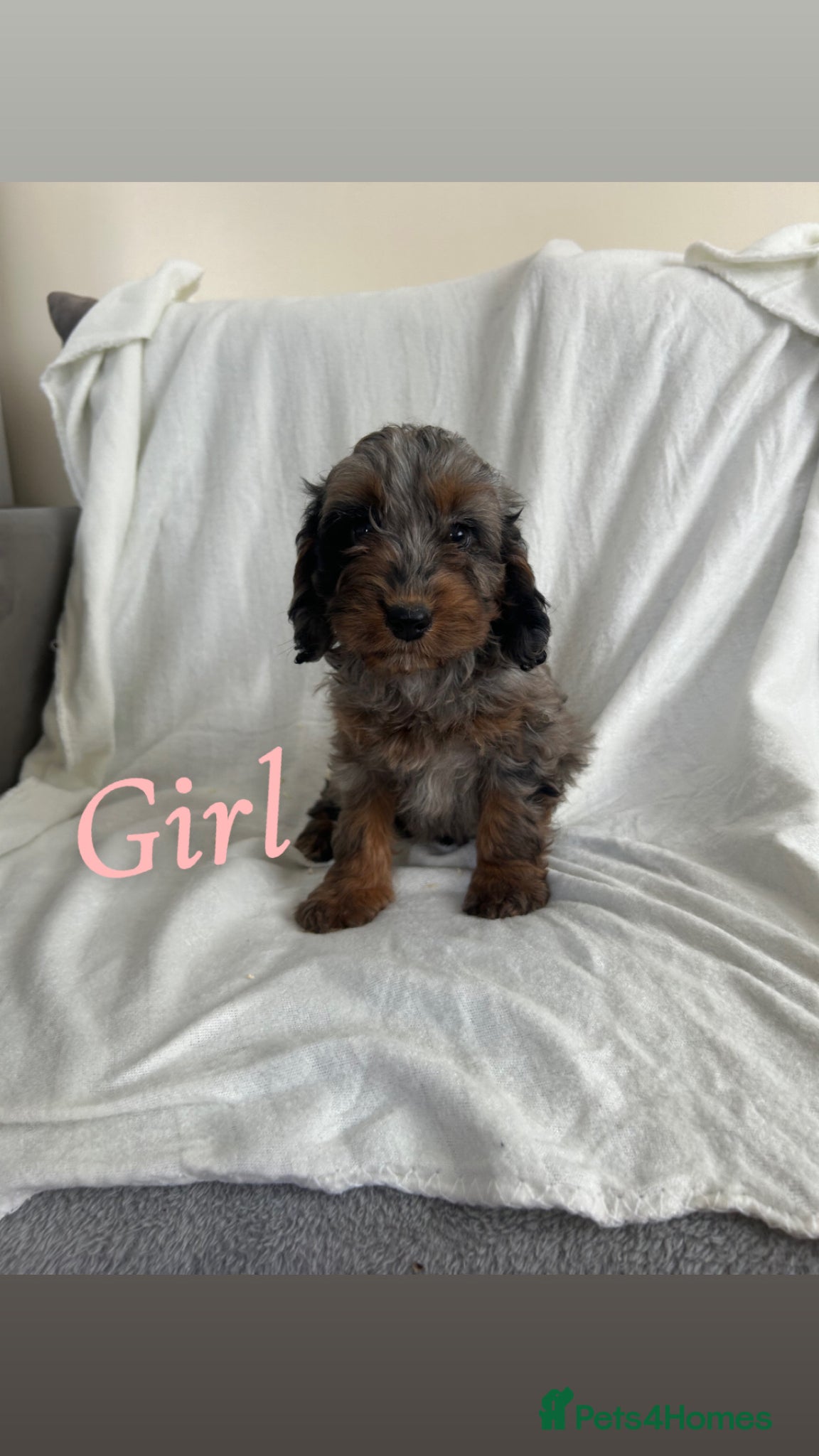 Cockapoo dogs F1 cockapoo puppies  - Advert 14