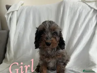 Cockapoo dogs F1 cockapoo puppies - Advert 14