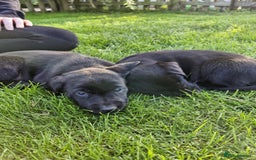 Labrador Retriever dogs for sale: Labrador pups - Image 4